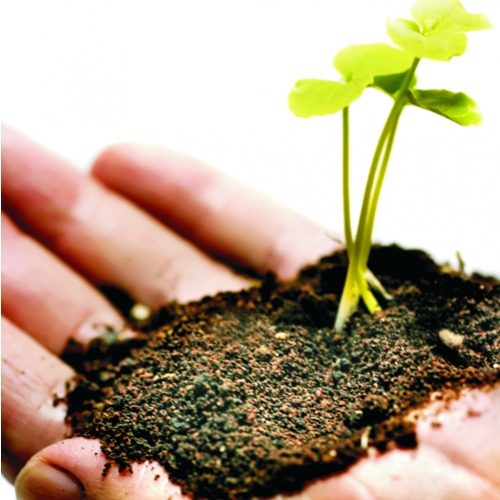 As origens da medicina herbal
